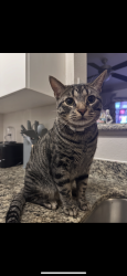 Reunited Male Cat last seen Near Amberwood park drive Katy to, Katy, TX 77493
