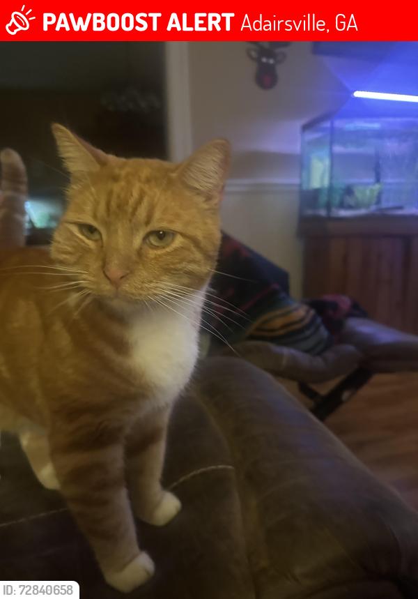 Lost Male Cat last seen Rush Chapel Rd  Shannon, Adairsville, GA 30103