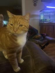 Lost Male Cat last seen Rush Chapel Rd  Shannon, Adairsville, GA 30103