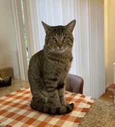 Reunited Male Cat last seen Harbison West Elementary school , Columbia, SC 29212