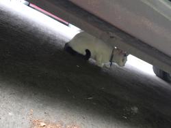 Found/Stray Female Cat last seen Ave 52, Los Angeles, CA 90042