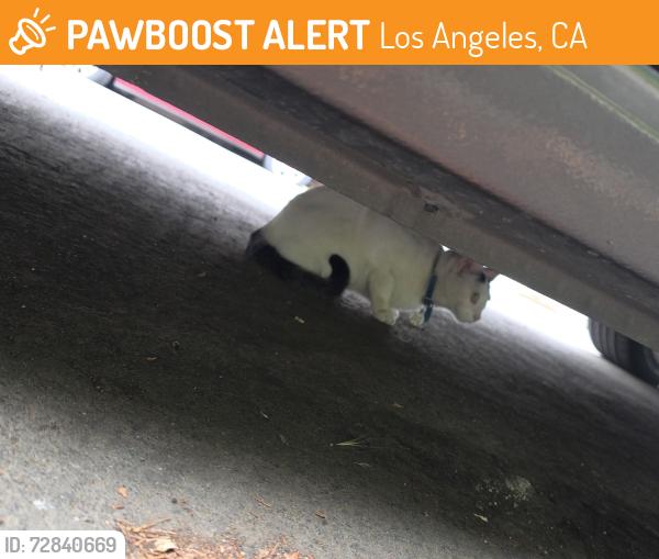 Found/Stray Female Cat last seen Ave 52, Los Angeles, CA 90042