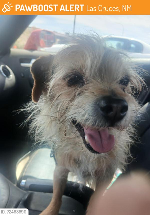 Found/Stray Male Dog last seen Bearcat Drive , Las Cruces, NM 88007
