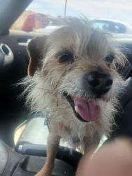 Found/Stray Male Dog last seen Bearcat Drive , Las Cruces, NM 88007