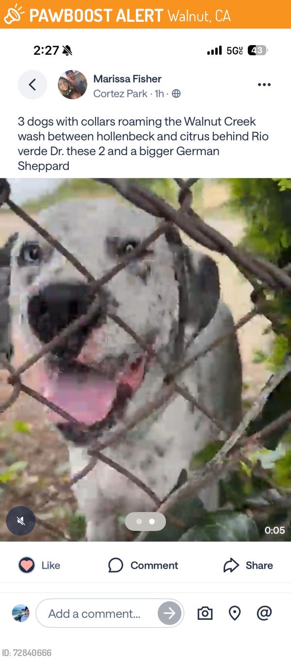 Found/Stray Unknown Dog last seen Walnut creek, Walnut, CA 91789