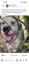 Found/Stray Unknown Dog last seen Walnut creek, Walnut, CA 91789