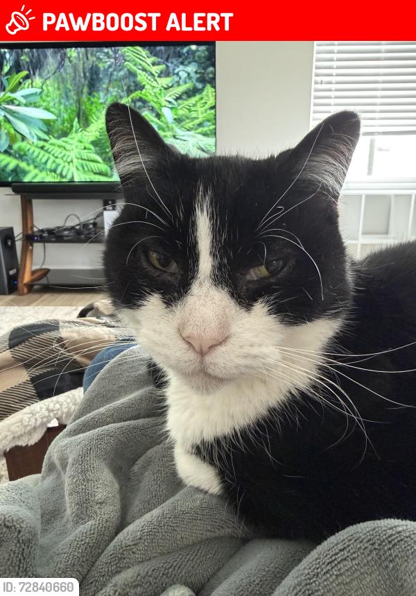 Lost Male Cat last seen York alley, Cherokee County, GA 30102