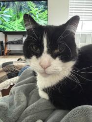 Lost Male Cat last seen York alley, Cherokee County, GA 30102