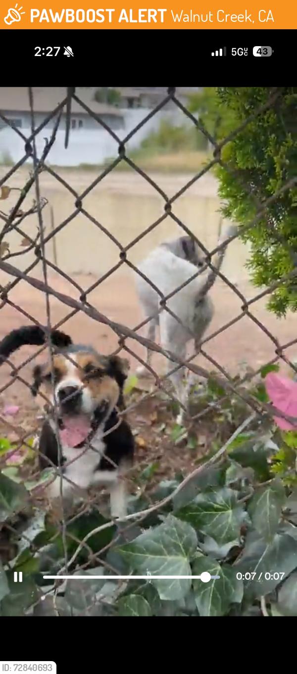 Found/Stray Unknown Dog last seen Walnut creek, Walnut Creek, CA 94597