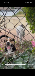 Found/Stray Unknown Dog last seen Walnut creek, Walnut Creek, CA 94597