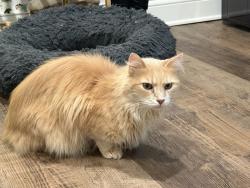 Found/Stray Unknown Cat last seen Central, Toledo, OH 43615