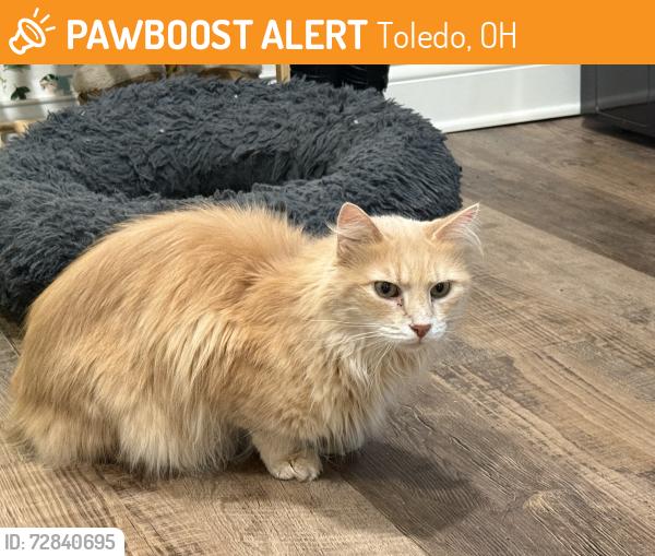 Found/Stray Unknown Cat last seen Central, Toledo, OH 43615