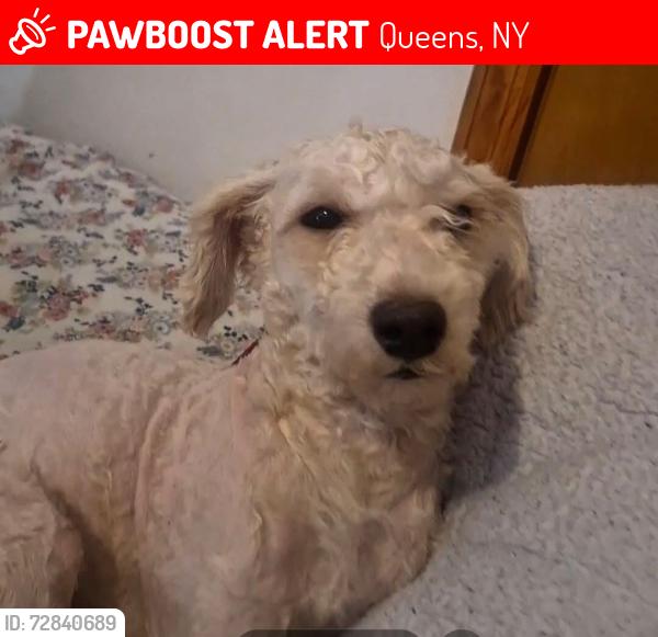 Lost Male Dog last seen 67th st & 47th ave Maurice Ave , Queens, NY 11377