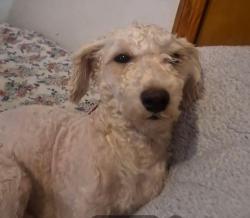 Lost Male Dog last seen 67th st & 47th ave Maurice Ave , Queens, NY 11377
