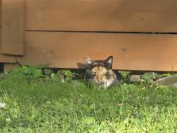 Found/Stray Unknown Cat last seen Tredwell drive Adrmore, Winston-Salem, NC 27103