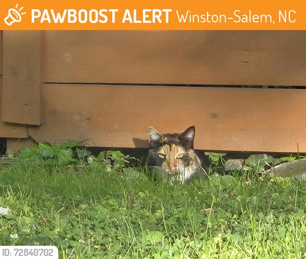 Found/Stray Unknown Cat last seen Tredwell drive Adrmore, Winston-Salem, NC 27103