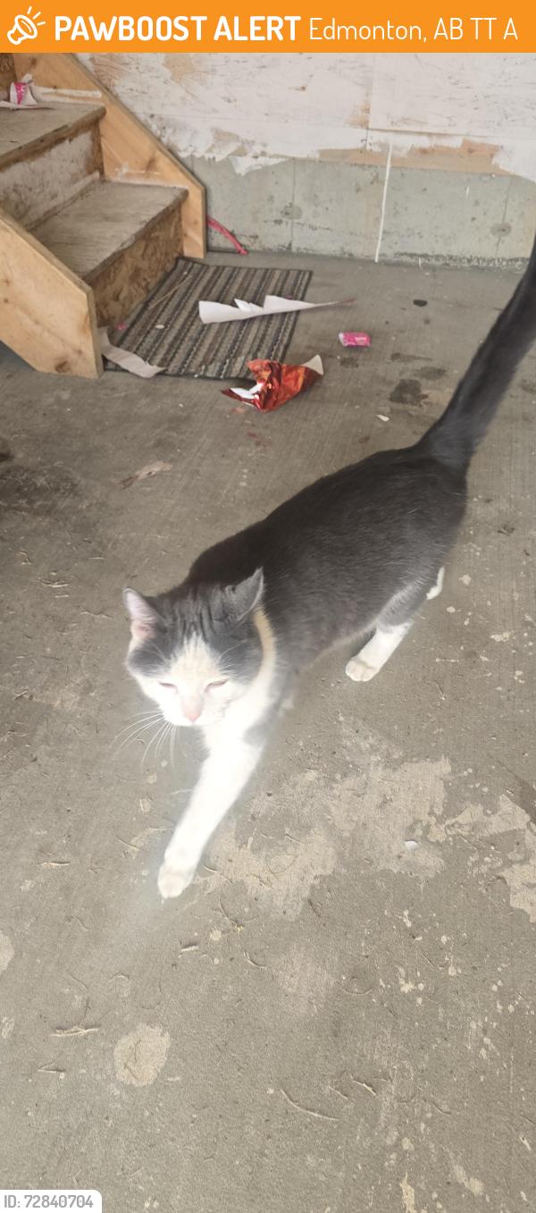 Found/Stray Unknown Cat last seen Silverberry , Edmonton, AB T6T 0A2