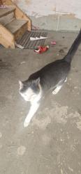 Found/Stray Unknown Cat last seen Silverberry , Edmonton, AB T6T 0A2