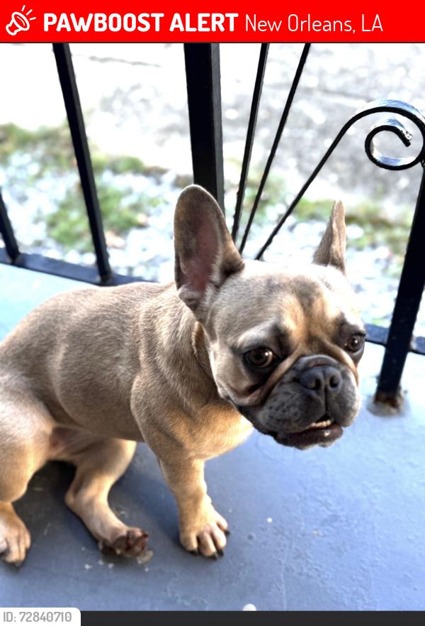 Lost Female Dog last seen Simon bolivard and first street , New Orleans, LA 70113