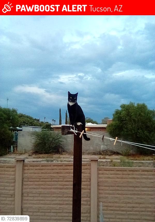 Lost Male Cat last seen Speedway and Camino seco , Tucson, AZ 85715