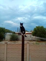 Lost Male Cat last seen Speedway and Camino seco , Tucson, AZ 85715