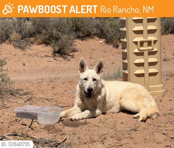 Found/Stray Male Dog last seen Monterrey and Lupin, Rio Rancho, NM 87144