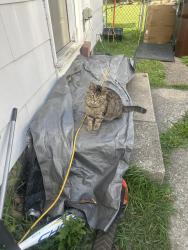 Found/Stray Male Cat last seen Near st Claire ave, Steubenville, OH 43952
