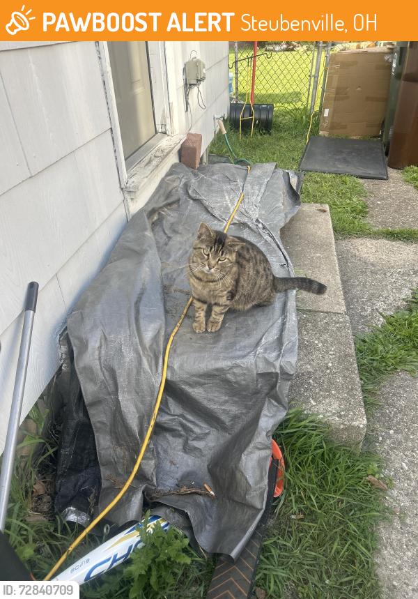 Found/Stray Male Cat last seen Near st Claire ave, Steubenville, OH 43952