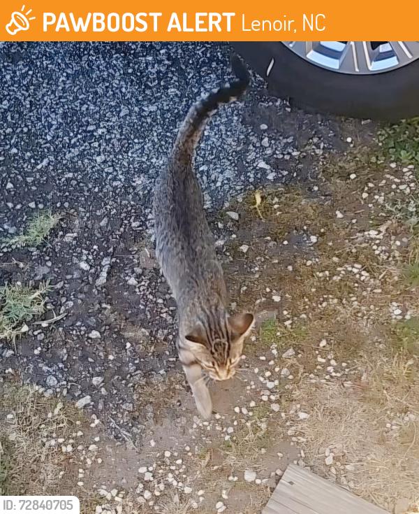 Found/Stray Female Cat last seen Lower Creek area near Windsor Street , Lenoir, NC 28645