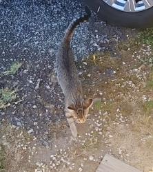 Found/Stray Female Cat last seen Lower Creek area near Windsor Street , Lenoir, NC 28645