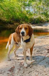 Lost Male Dog last seen Arran rd , Crawfordville, FL 32327