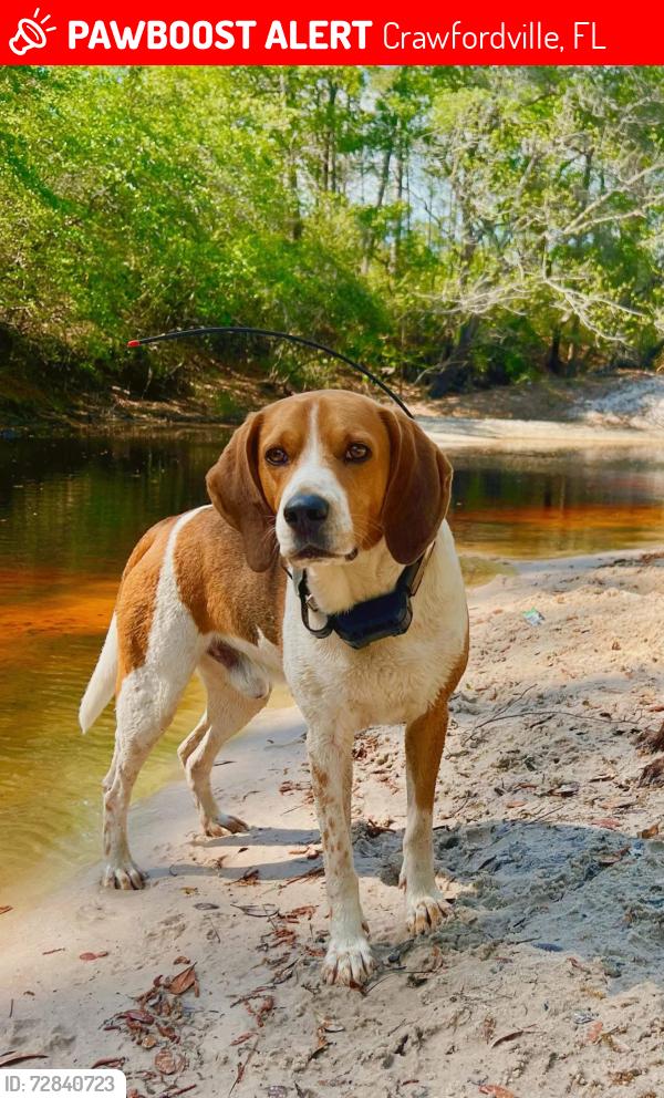Lost Male Dog last seen Arran rd , Crawfordville, FL 32327