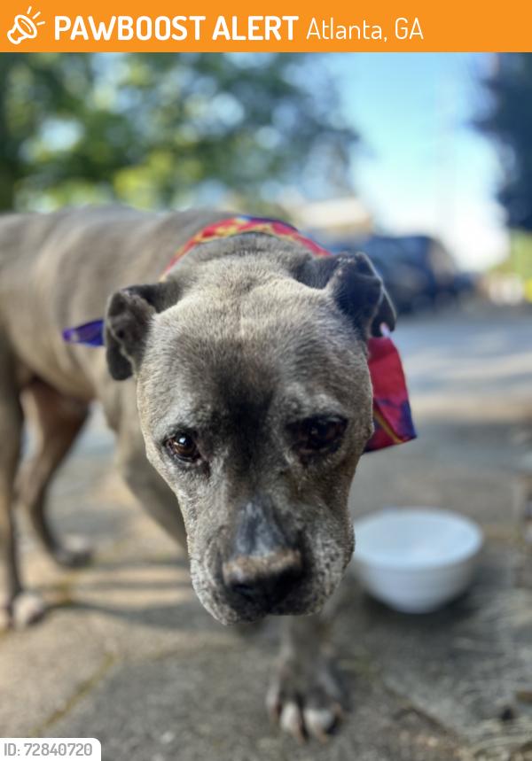 Found/Stray Male Dog last seen La France and Flora, Atlanta, GA 30307