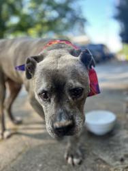 Found/Stray Male Dog last seen La France and Flora, Atlanta, GA 30307