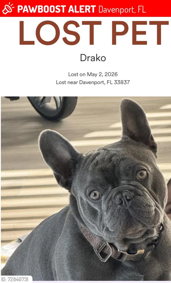 Lost Male Dog last seen Rolling lake lane, Davenport, FL 33837