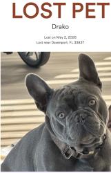 Lost Male Dog last seen Rolling lake lane, Davenport, FL 33837