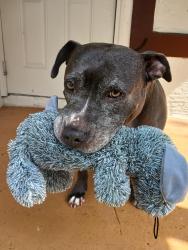 Lost Female Dog last seen Near sw 23rd street west park fl , West Park, FL 33023