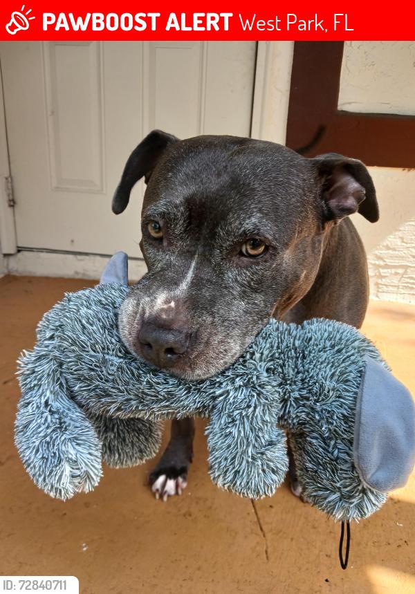 Lost Female Dog last seen Near sw 23rd street west park fl , West Park, FL 33023