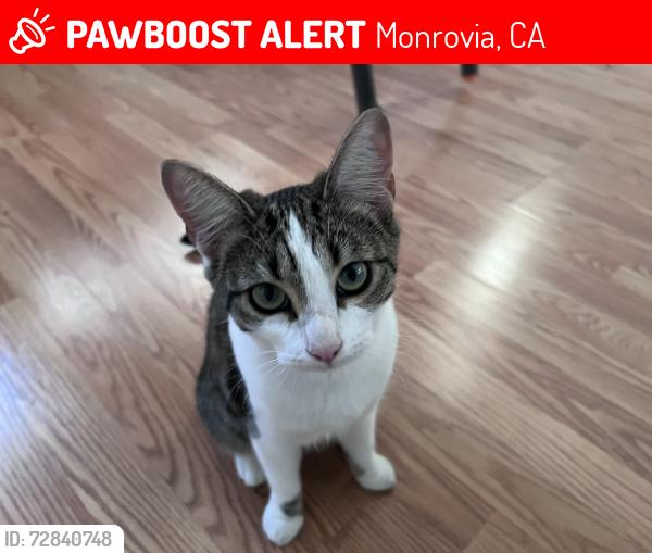 Lost Female Cat last seen E Olive Street and Shamrock, Monrovia, CA 91016