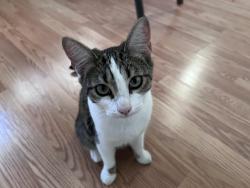 Lost Female Cat last seen E Olive Street and Shamrock, Monrovia, CA 91016
