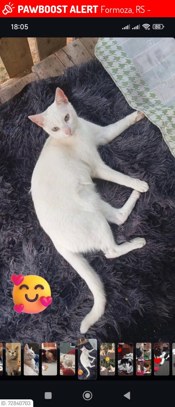 Lost Male Cat last seen Bairro formosa rua Guaíba e Fernão Dias e arredores e Porto Alegre e interior de Porto Alegre , Formoza, RS 94818-450