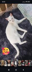 Lost Male Cat last seen Bairro formosa rua Guaíba e Fernão Dias e arredores e Porto Alegre e interior de Porto Alegre , Formoza, RS 94818-450