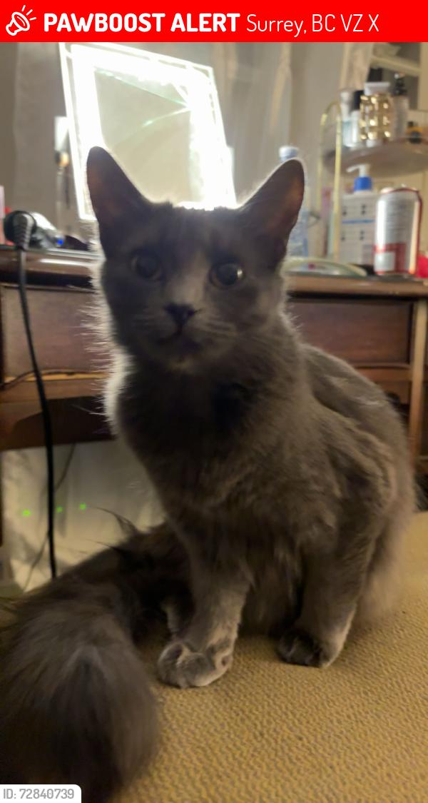 Lost Female Cat last seen By Grandview Heights Secondary, Surrey, BC V3Z 0X3