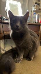 Lost Female Cat last seen By Grandview Heights Secondary, Surrey, BC V3Z 0X3
