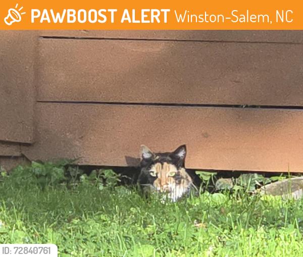 Found/Stray Unknown Cat last seen Deborah , Winston-Salem, NC 27103