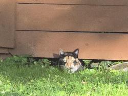 Found/Stray Unknown Cat last seen Deborah , Winston-Salem, NC 27103