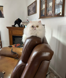 Lost Female Cat last seen Fleetwood drive, Palm Coast, FL 32137