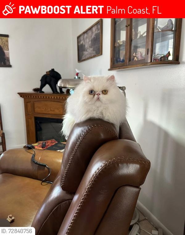 Lost Female Cat last seen Fleetwood drive, Palm Coast, FL 32137