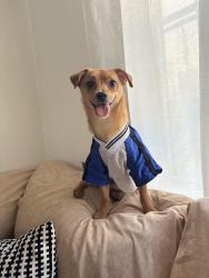 Lost Male Dog last seen Idk, East Los Angeles, CA 90022