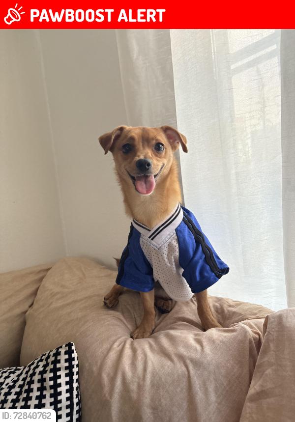 Lost Male Dog last seen Idk, East Los Angeles, CA 90022